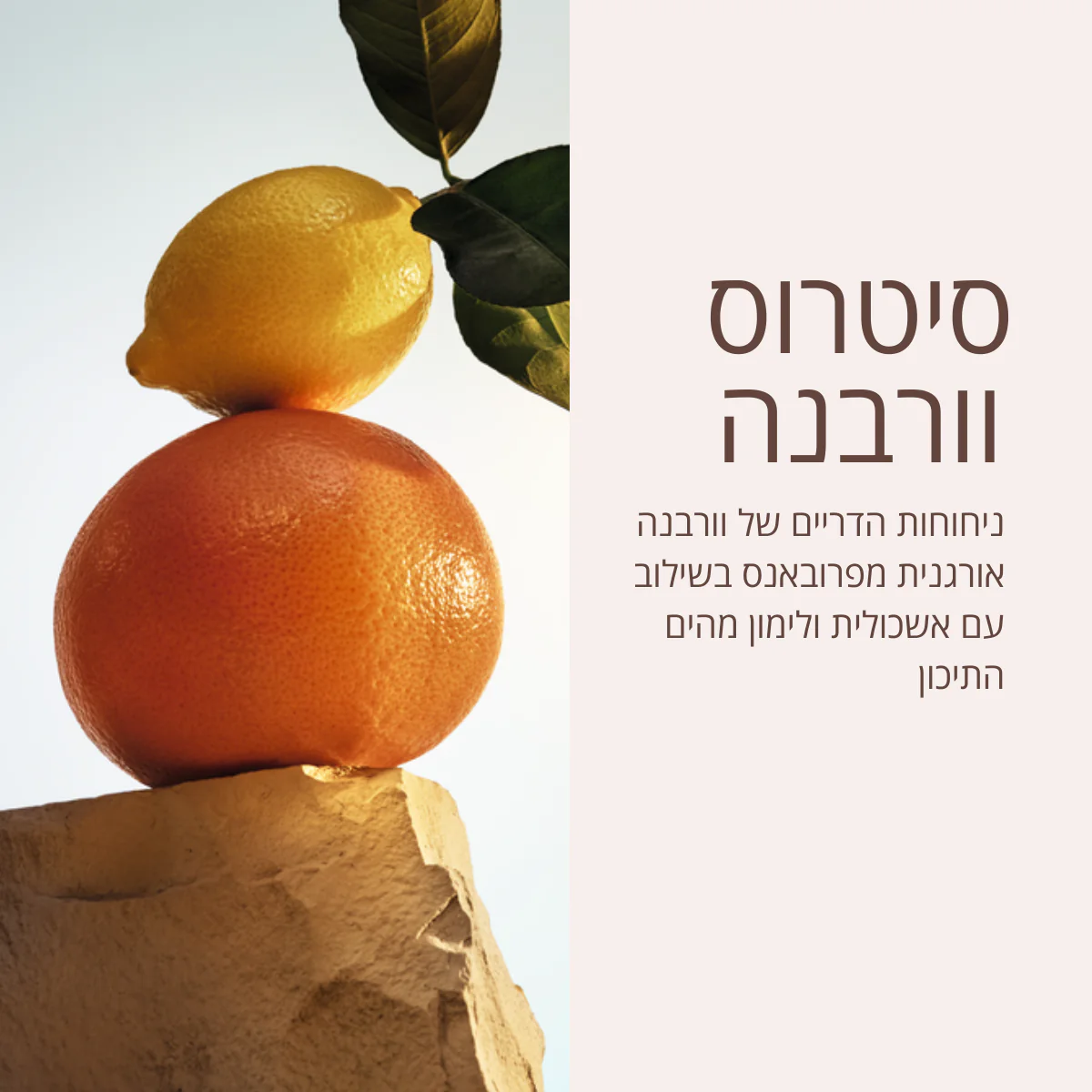 מרכך שיער סיטרוס וורבנה - Image 3