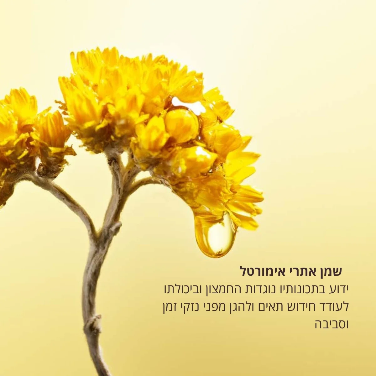 סרום לקרקפת אימורטל Pro-Youth - Image 4