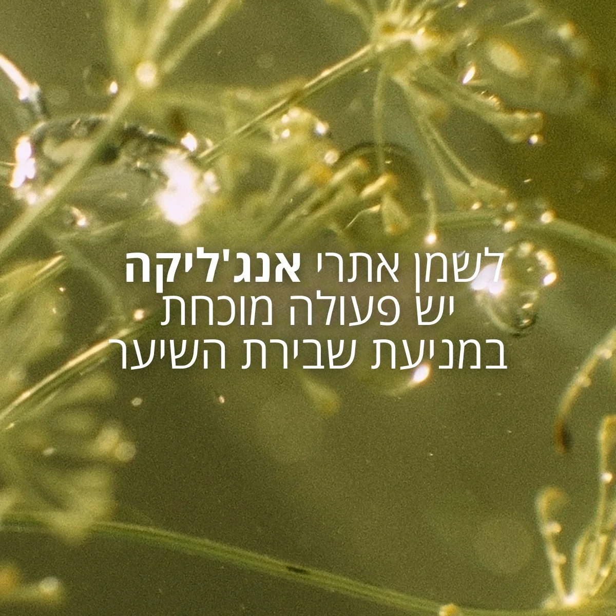 שמפו לשיקום שיער יבש ופגום (אריזת מילוי) - Image 4