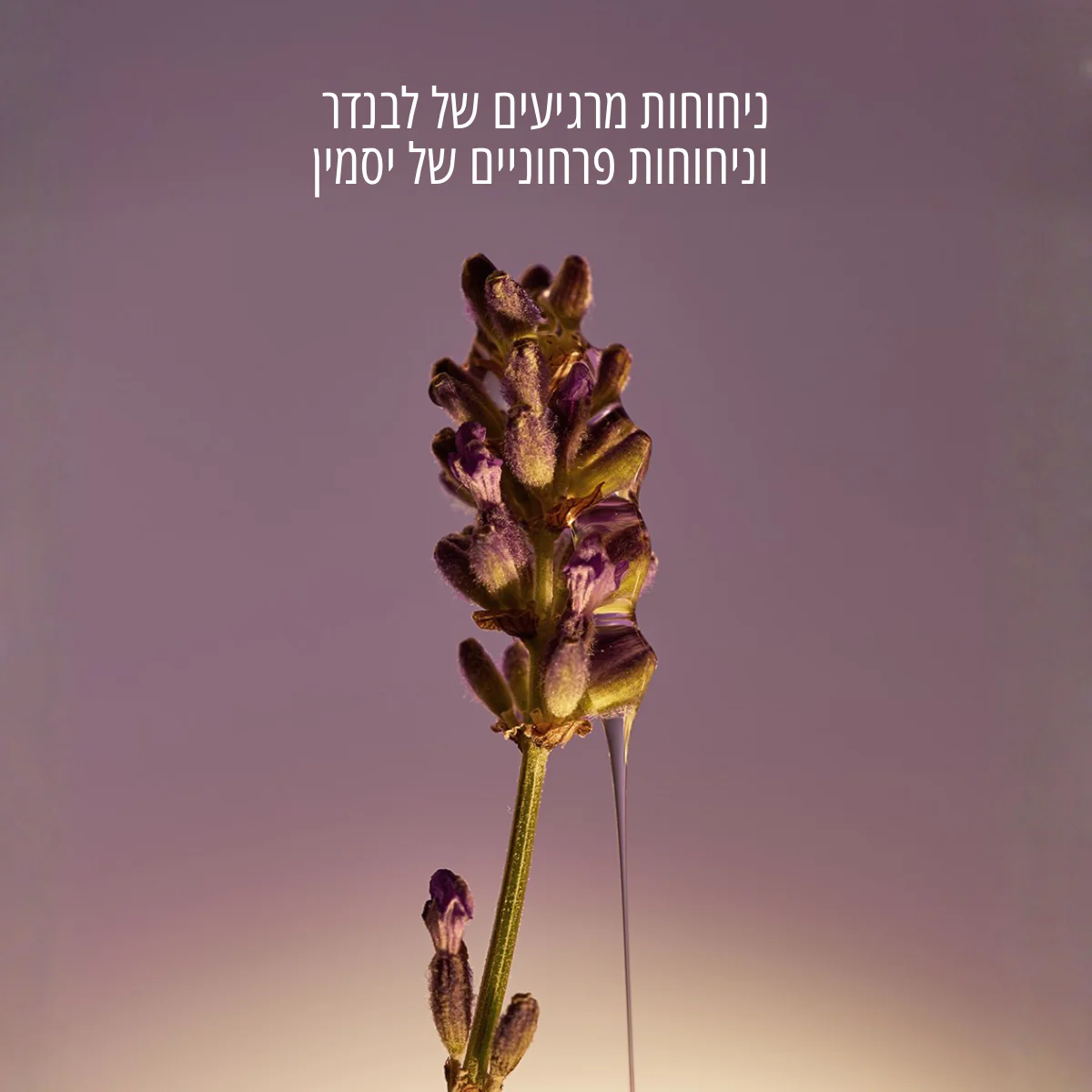 סבון ידיים נוזלי חמאת שיאה בניחוח לבנדר (אריזת חיסכון) - Image 2