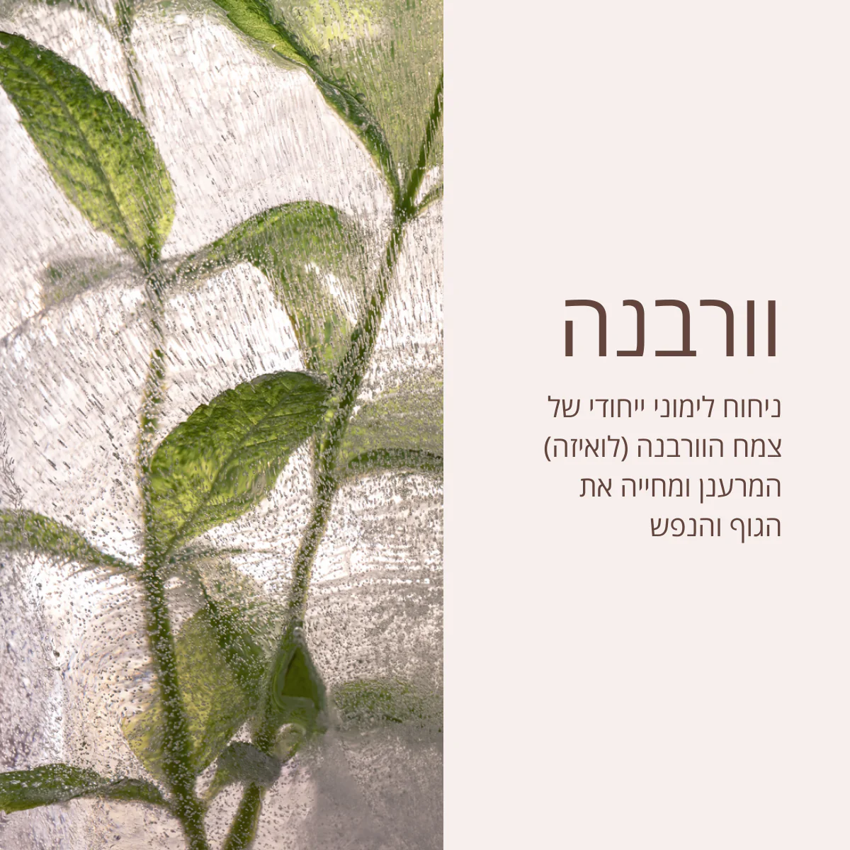 תמונה ממוזערת 2